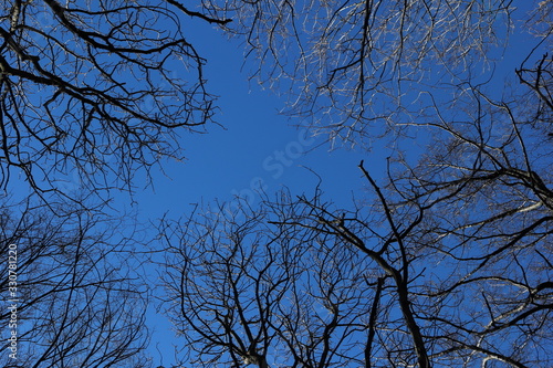 deep blue spring sky among tree branches