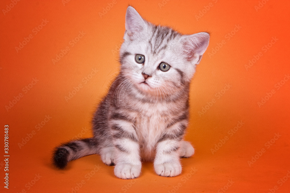 Gray british tabby kitten on orange background