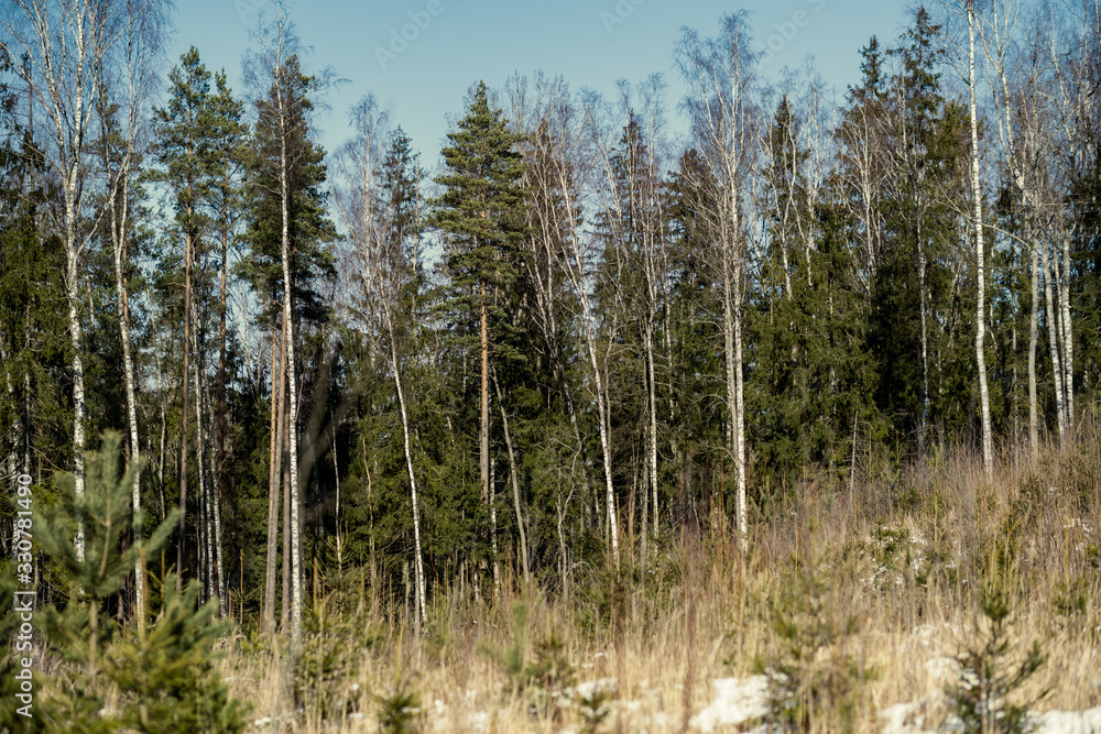 forest with old tree trunks and green vegetation in winter forest with old tree trunks and green vegetation in winter