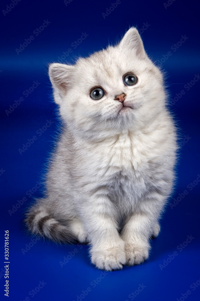 Cute fluffy white british kitten on a blue background