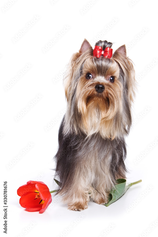Glamorous Yorkshire Terrier dog and red tulip (isolated on white) Glamorous Yorkshire Terrier dog and red tulip (isolated on white)