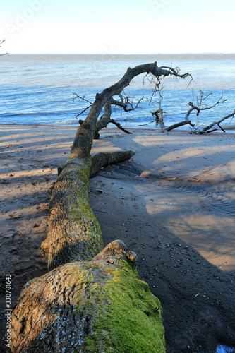 fallen tree by the bay