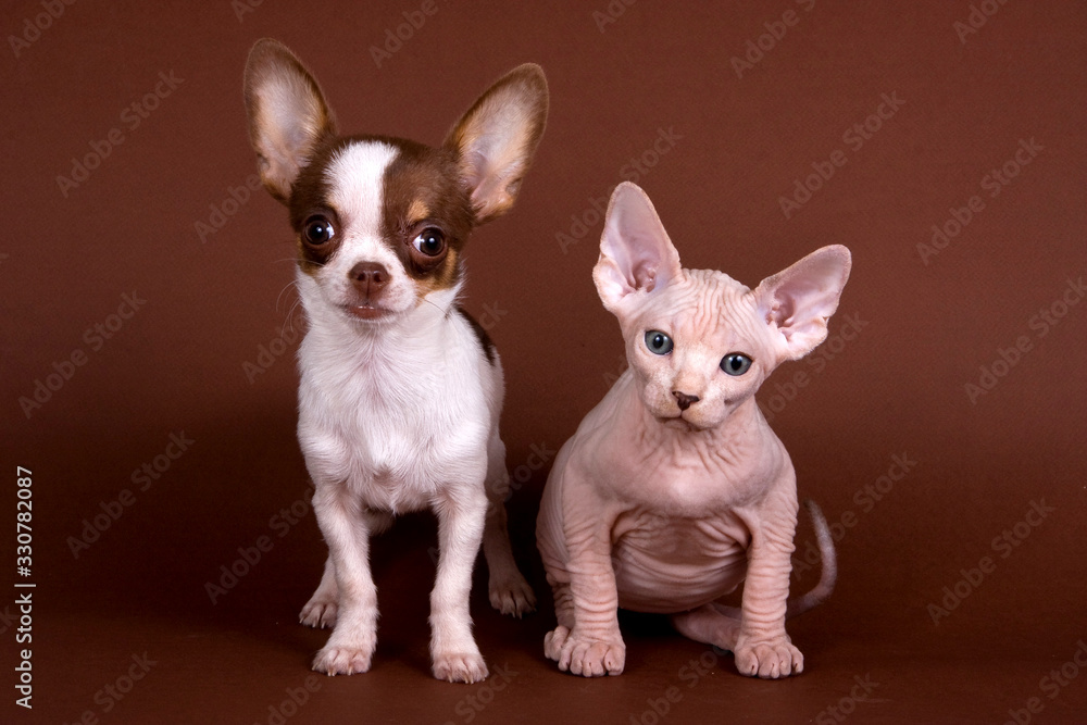 Chihuahua puppy and bald sphynx kitten