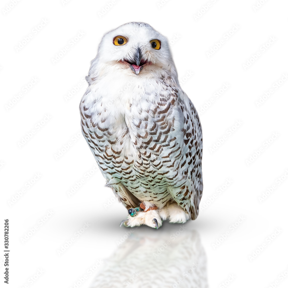Obraz premium Snowy owl isolated on white background. with clipping paths.