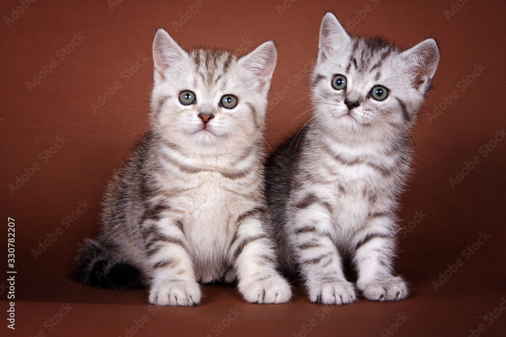 Two striped cute british kittens