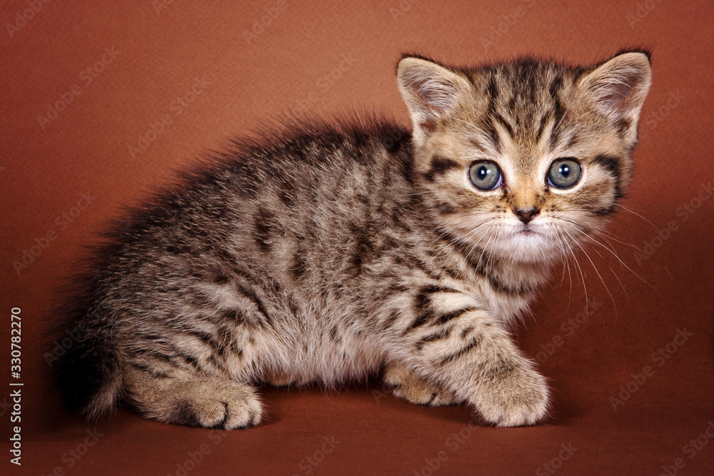 Cute fluffy ginger tabby kitten Cute fluffy ginger tabby kitten