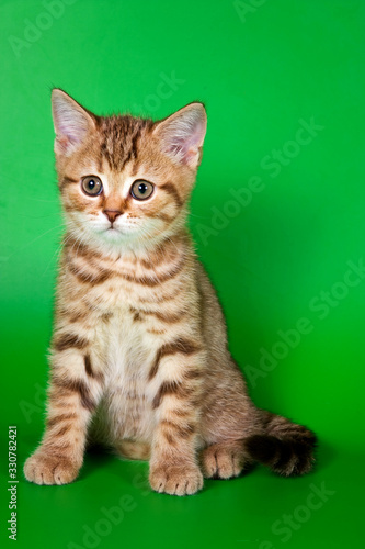 Fluffy cute ginger tabby kitten © Dixi_