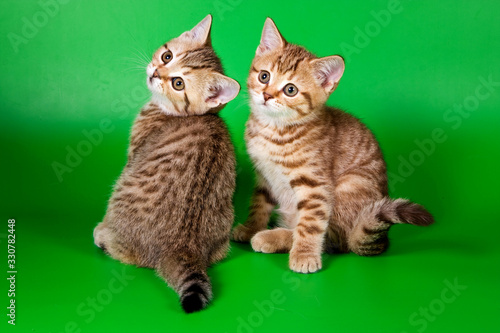 Two cute ginger tabby british kitten © Dixi_