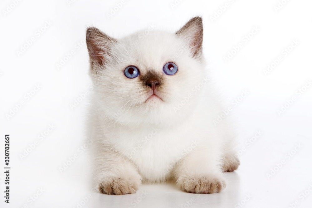 White fluffy kitten of british cat (isolated on white)