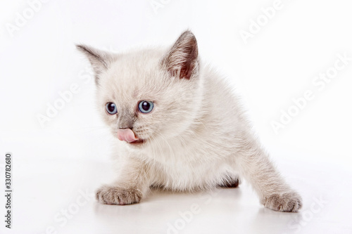 Fototapeta Naklejka Na Ścianę i Meble -  White fluffy kitten of a British cat meows and licks (isolated on white)