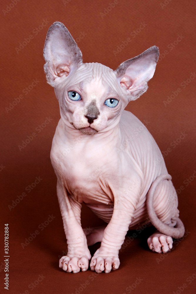 Sphynx hairless kitten on a brown background
