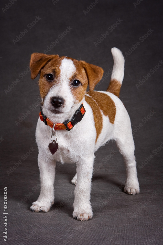 Jack Russell Terrier on a gray background