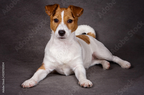 Jack Russell Terrier on a gray background