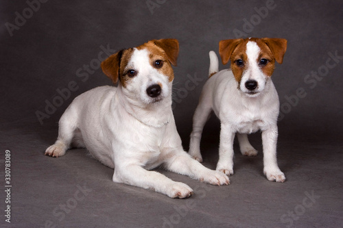 Two jack russell terrier plays on a gray background