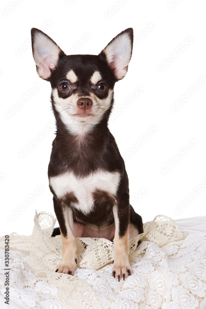 Chihuahua puppy and lace (isolated on white) Chihuahua puppy and lace (isolated on white)