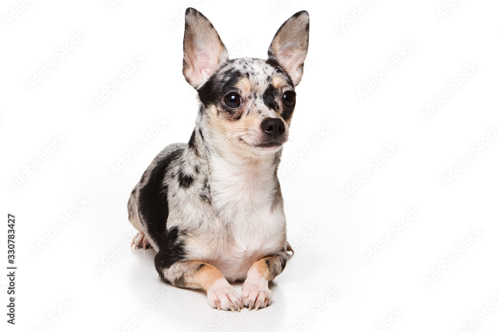 Chihuahua puppy (isolated on white)