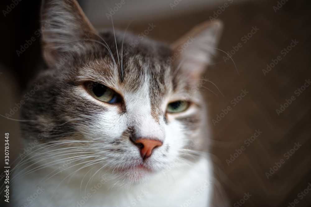 Portrait of a grey cat with a white breast. Smart and noble pet posing for the camera.