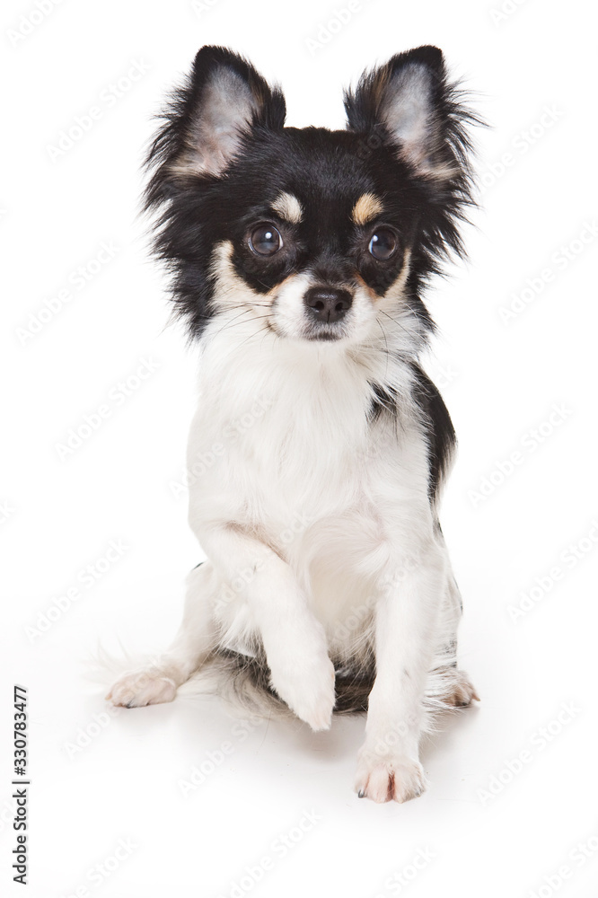 Chihuahua puppy (isolated on white)