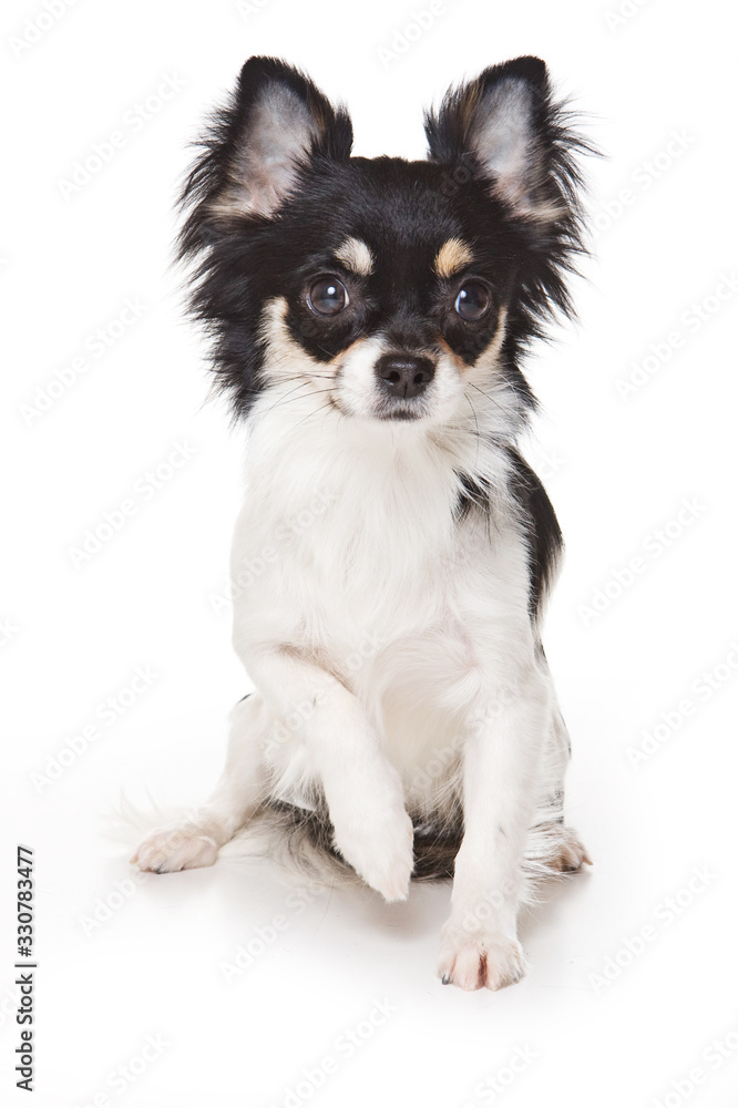 Chihuahua puppy (isolated on white) Chihuahua puppy (isolated on white)