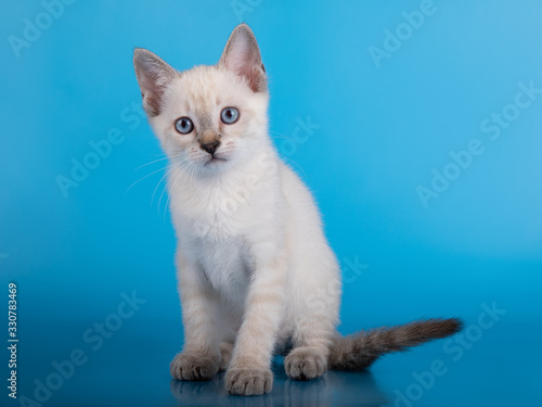 little tabby kitten on a blue background