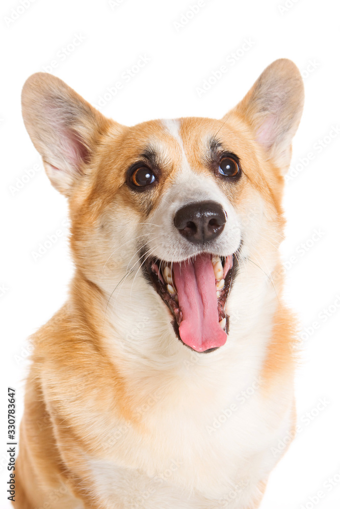 Portrait of a welsh corgi pembroke dog (isolated on white)
