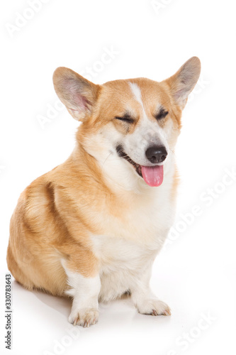 Welsh corgi pembroke funny dog squinting and smiling (isolated on white)