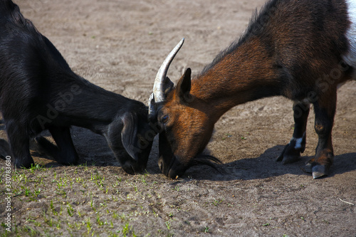 Fototapeta Naklejka Na Ścianę i Meble -  Two goats are greedily nibbling the last of the grass in the pasture. Fight for food and animal survival in a drought.