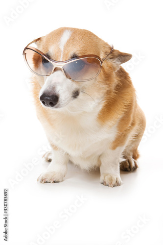 welsh corgi pembroke dog with glasses (isolated on white) © Dixi_