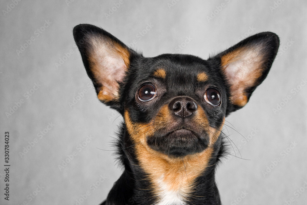 Portrait of a black chihuahua dog