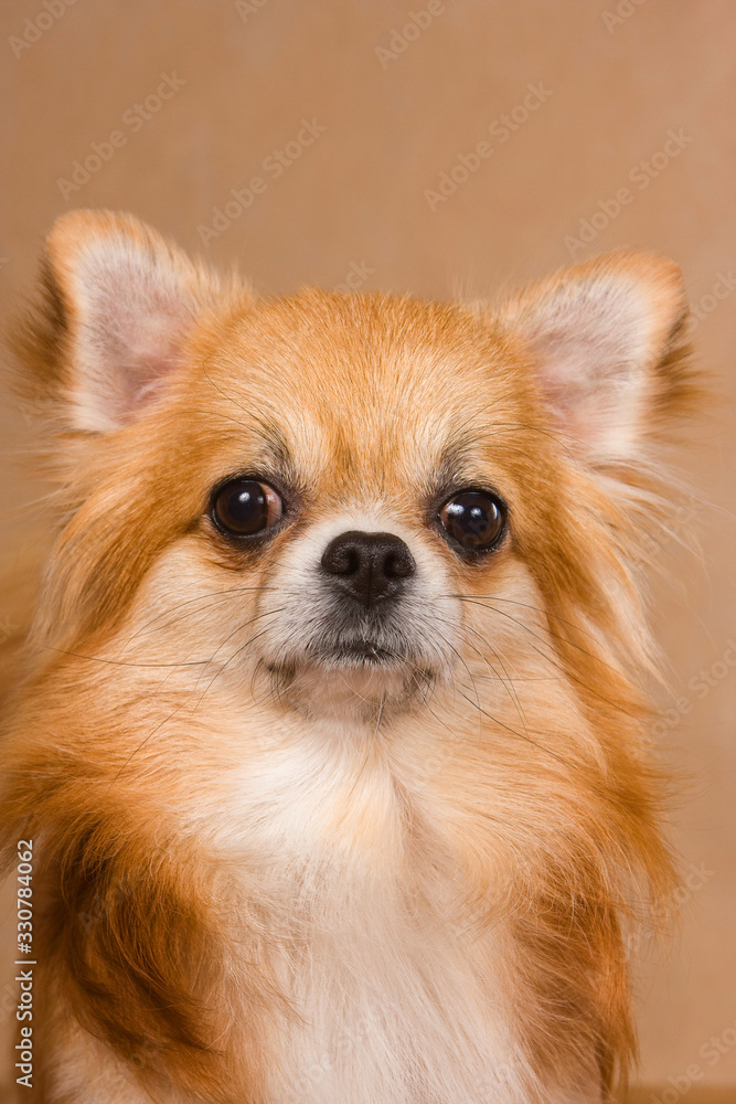 Portrait of ginger chihuahua dog