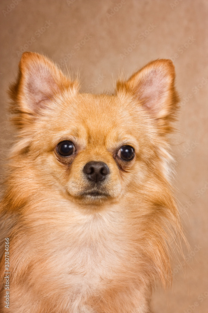 Portrait of ginger chihuahua dog Portrait of ginger chihuahua dog