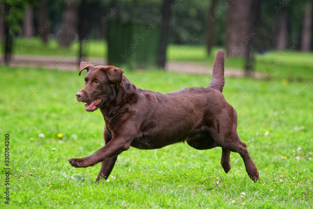Brown labrador dog runs on grass in summer with a toy Brown labrador dog runs on grass in summer with a toy