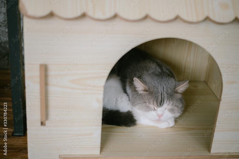 Naklejka premium Cat lies in box on wooden background. Fluffy pet is going to sleep there.