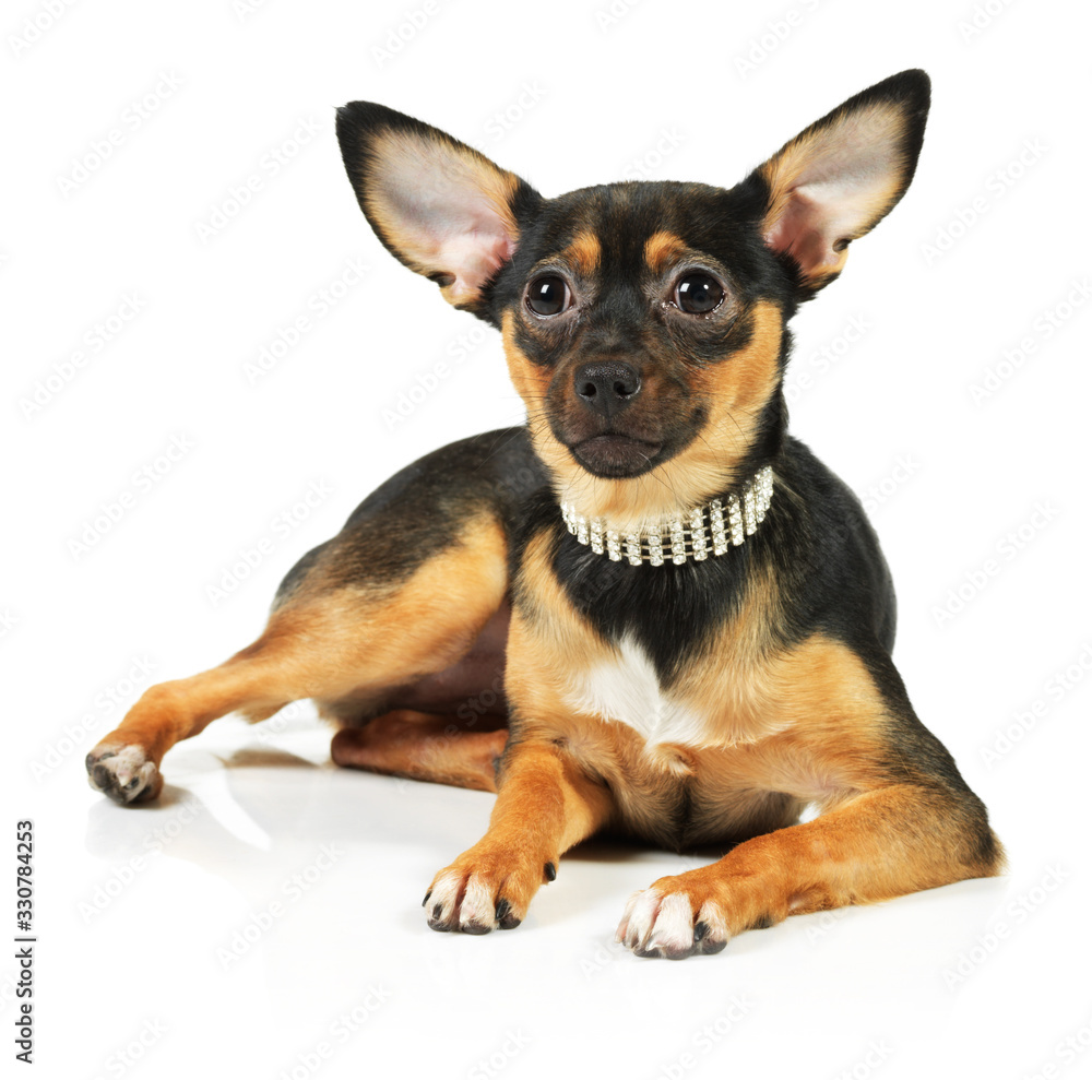 toy terrier dog looking up