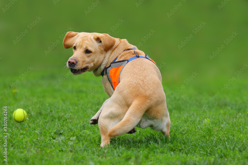 A yellow labrador runs after a toy along the grass A yellow labrador runs after a toy along the grass