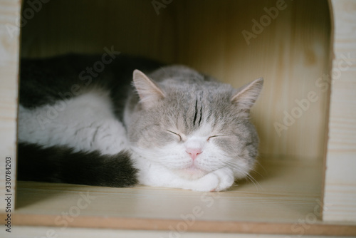 Cat lies in box on wooden background. Fluffy pet is going to sleep there.