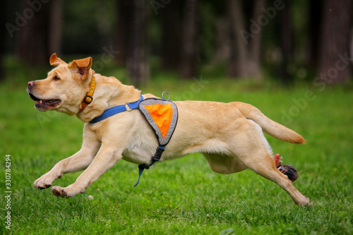 A yellow labrador runs after a toy along the grass