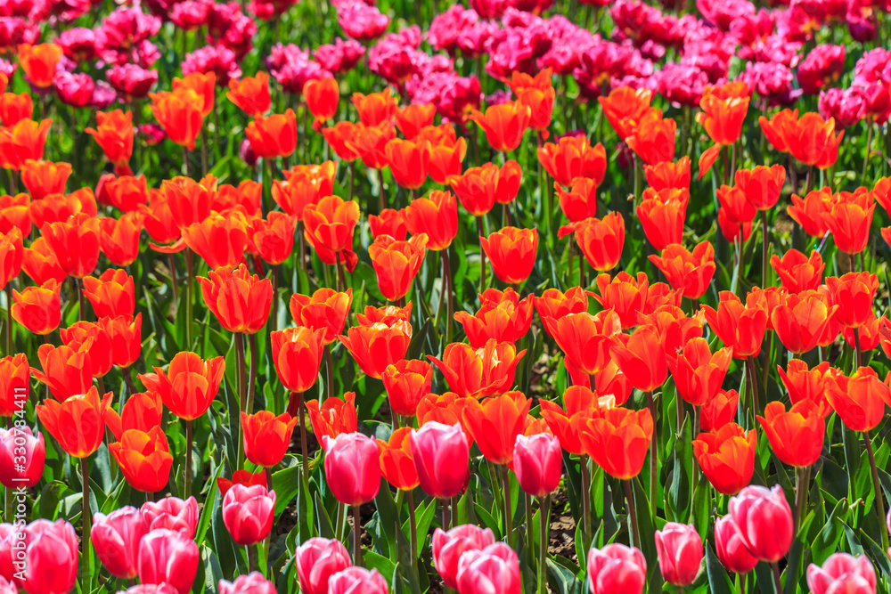 Colorful tulips in individual clubs in a flower garden or farm. spring