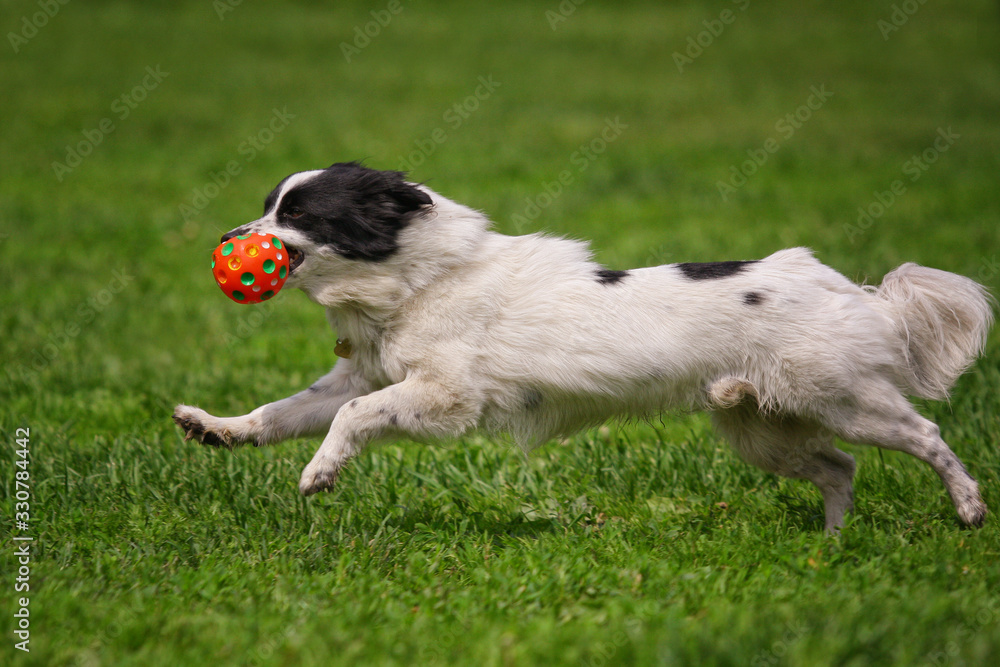 White little dog runs after a toy on the grass White little dog runs after a toy on the grass