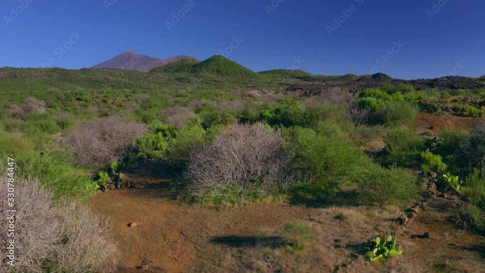 Sakura buds opened into beautiful flowers at the foot of Mount Fuji Cherry tree Delicate buds and petals of beautiful pink flowers on the background of the Volcano Drone shot 4K Sakura buds opened into beautiful flowers at the foot of Mount Fuji Cherry tree Delicate buds and petals of beautiful pink flowers on the background of the Volcano Drone shot 4K