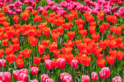 Colorful tulips in individual clubs in a flower garden or farm. spring