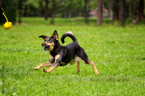 Fototapeta Naklejka Na Ścianę i Meble -  Little black dog runs after a toy on the grass