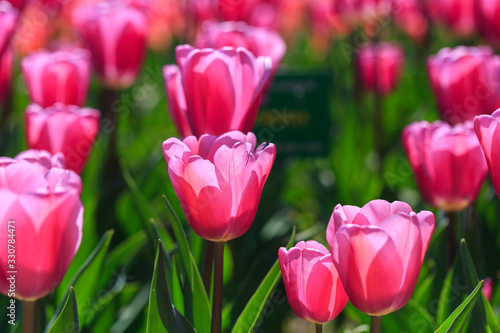 Closeup of pink tulips flowers with green leaves in the park outdoor.