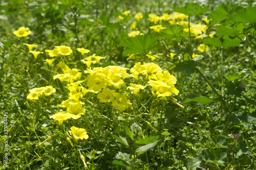 Fototapeta Naklejka Na Ścianę i Meble -  Yellow wildflowers in springtime