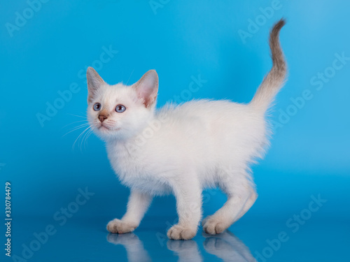 little kitten on a blue background