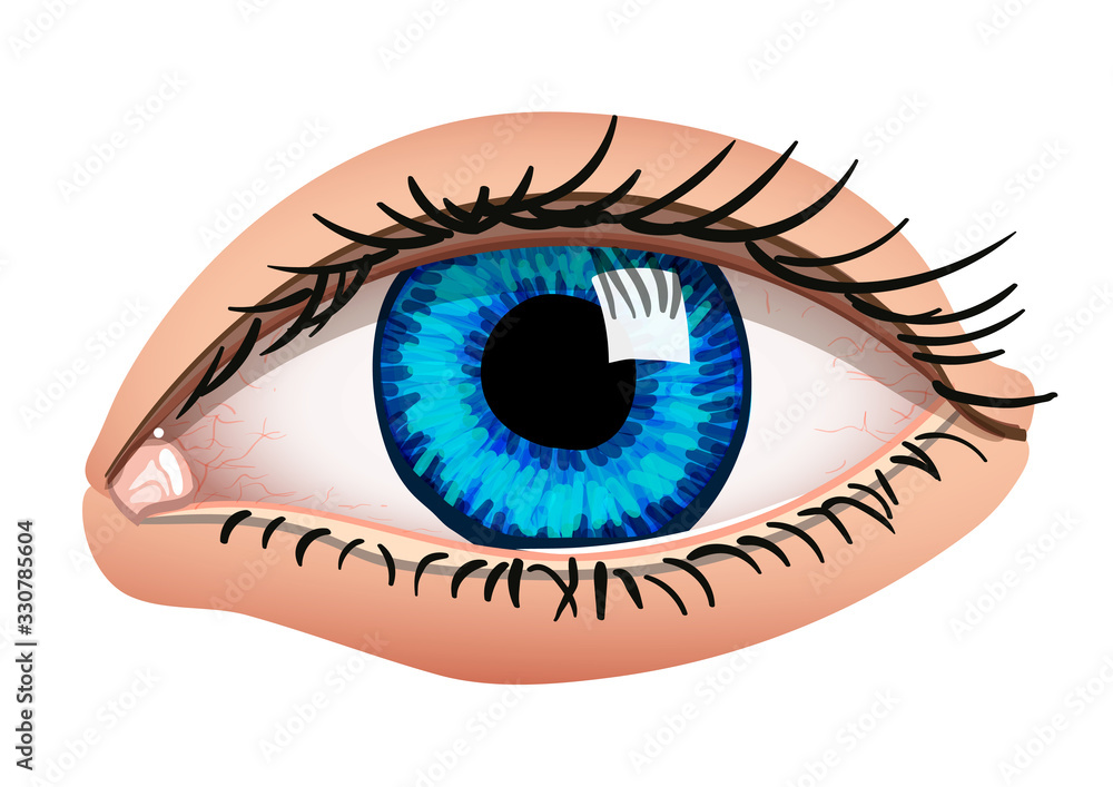 Human eye. Vector illustration. Isolated on white. Realistic style. Human eye. Vector illustration. Isolated on white. Realistic style.