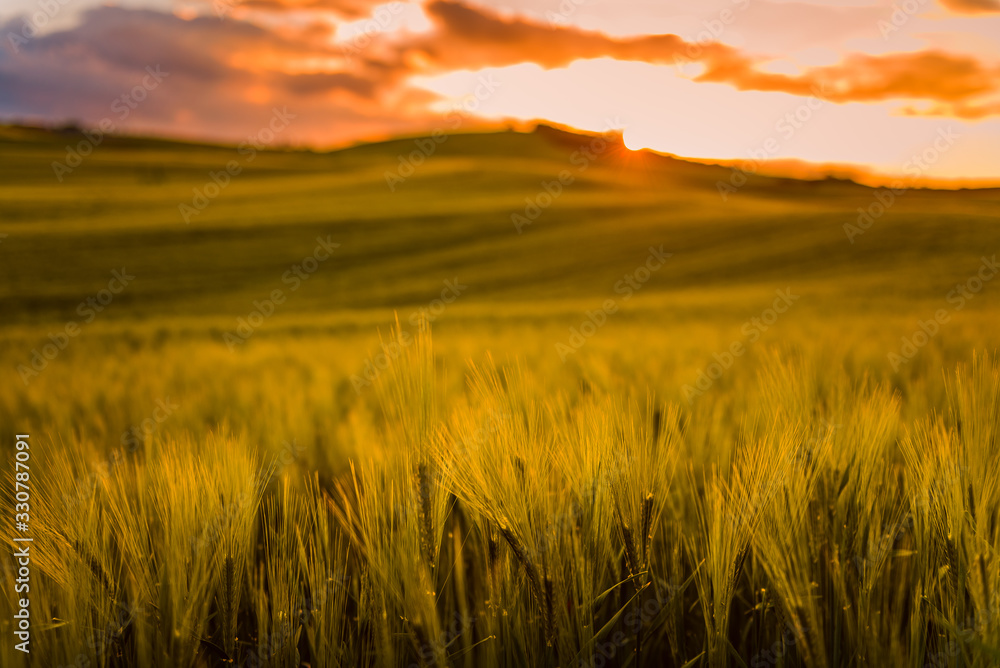 Val D'Orcia in Tuscany, wheat field in spring at sunset, detail of the ears of corn