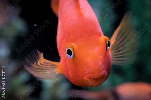 Aquarium fish. Red parrot.