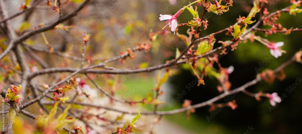 Blossoms Blossoms