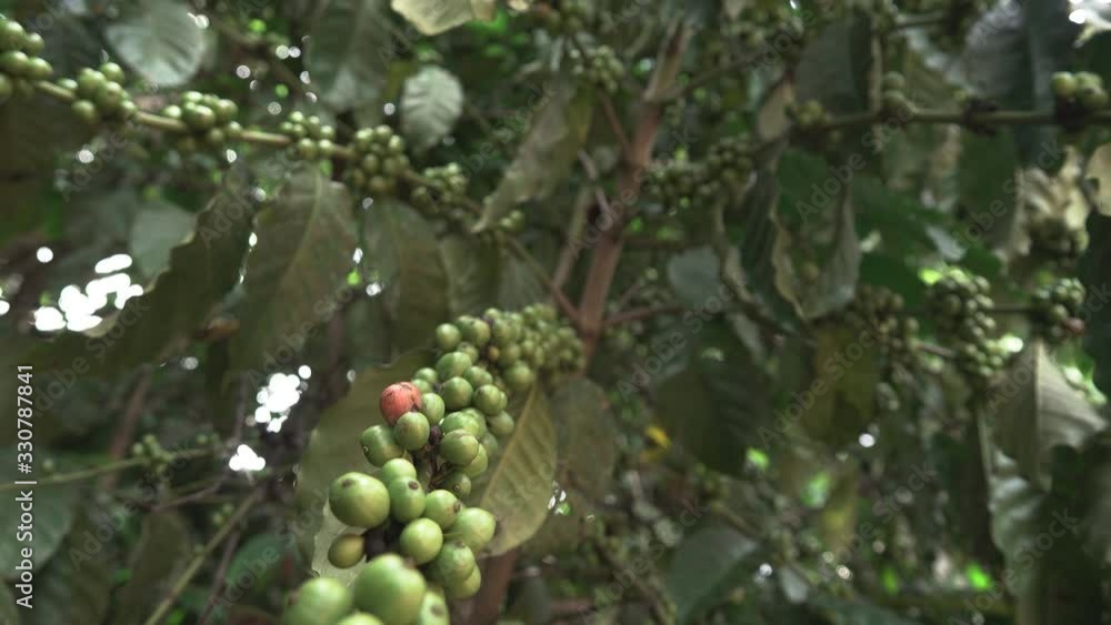 4K, Coffee tree with red and green berries on branches at coffee plantation. 4K, Coffee tree with red and green berries on branches at coffee plantation.